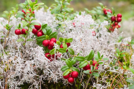 bush lingonberry with leaves and berries close-upの写真素材