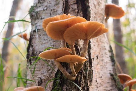 Armillaria mellea or honey mushrooms on the stump