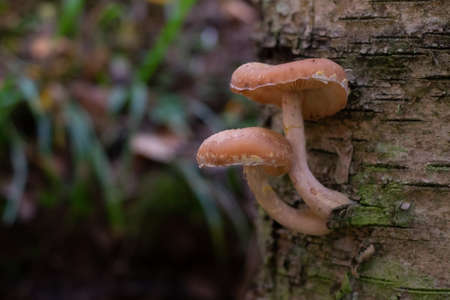 Armillaria mellea or honey mushrooms on the stumpの写真素材