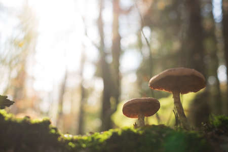 Armillaria mellea or honey mushrooms on the stump