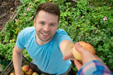 Caucasian mature man harvesting apples in his garden.の写真素材