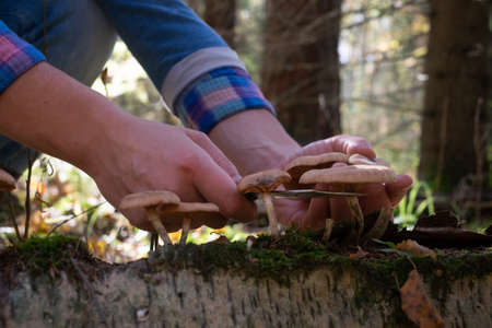 Caucasian woman in the forest cuts the honey mushrooms or Armillaria mellea.の写真素材