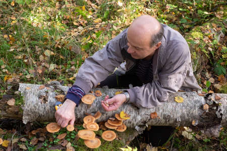 Senior man an picking mushrooms in the forestの写真素材