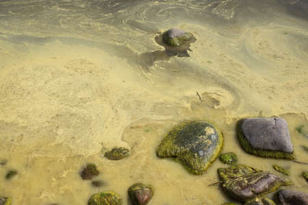 Algae bloom along the shoreline of a pond.