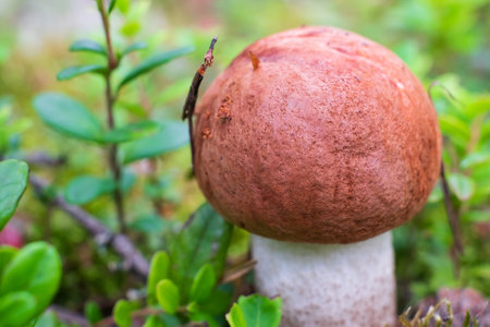 Leccinum aurantiacum mushroom, boletus. Edible mushroom growing in the forest