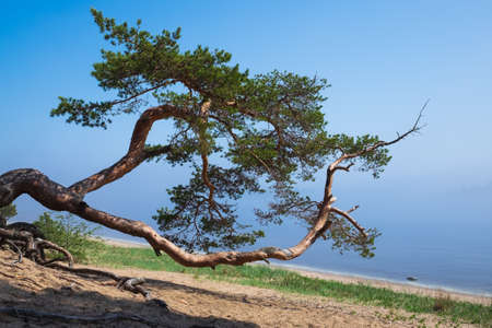 Pine standing on the sandy beach near lake.