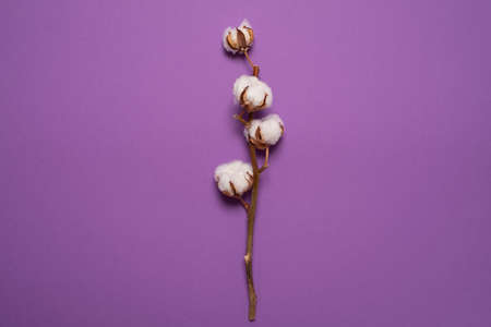 Cotton on a purple background. Natural fabrics are made from it.の写真素材