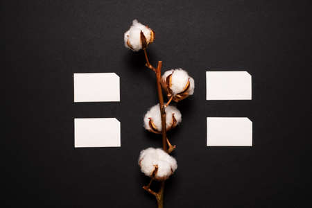 Cotton on a black background and white copyspace. Natural fabrics are made from it.の写真素材