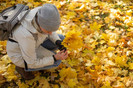 Caucasian woman gathers yellow maple leaves in park at september.の写真素材