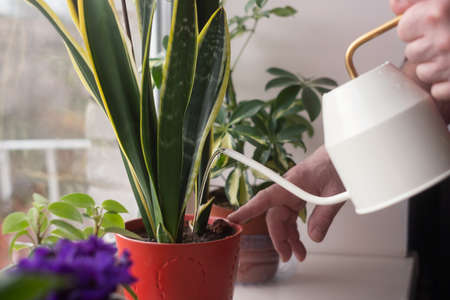 Watering plants in flowerpots by window at home.
