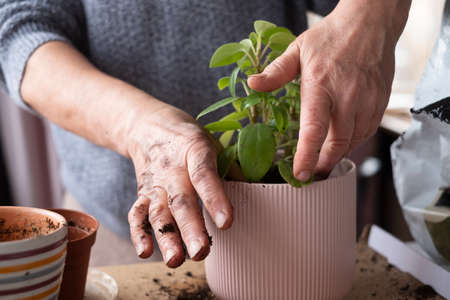Woman planting a flower in new pink potの写真素材