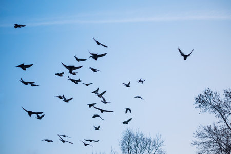 Quadcopter between flying birds on blue skyの写真素材