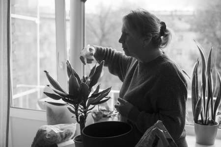 Woman taking care of plants, spraying a plant with pure water from a spray bottleの写真素材