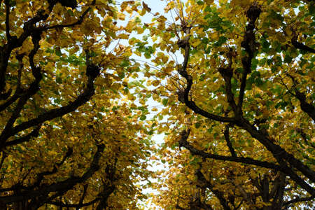 Yellow leaves on branches of trees in autumn