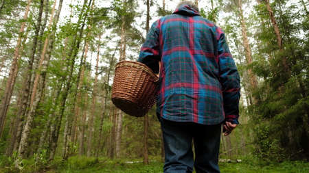 Mushroomer collect mushroom on forest during summer day. view from the back