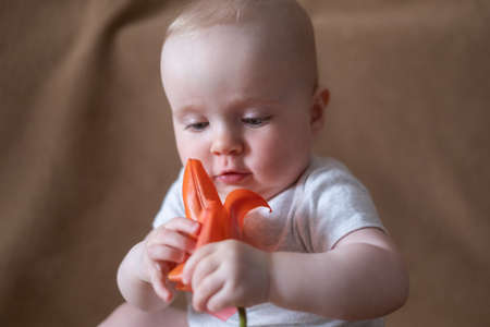Pretty caucasian baby girl playing with a flower on a brown background.