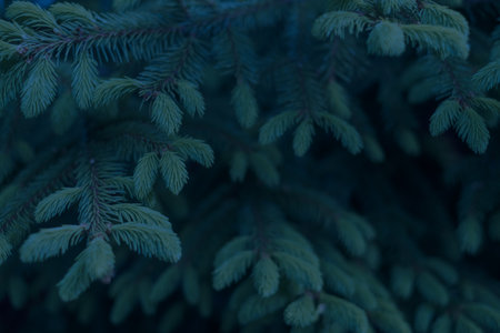 Christmas wallpaper concept. Pine tree branches. Toned photo