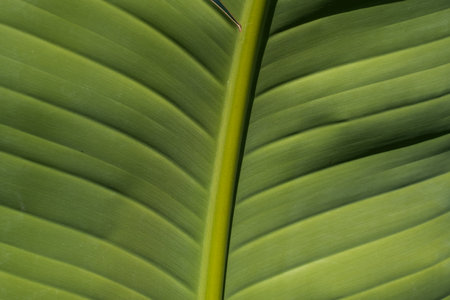 closeup nature view of green leaf background.の写真素材