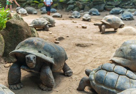 tortoise turtle galapagos seychelles wildlife reptileの写真素材