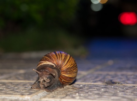 snail crawling molluskの写真素材