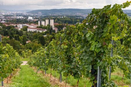 green red grape valley farm growing summer harvest agriculture stuttgart germany