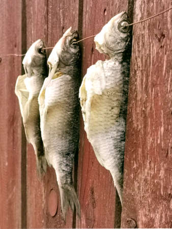 Hobby. Fishing. Three fish are drying on the fence.