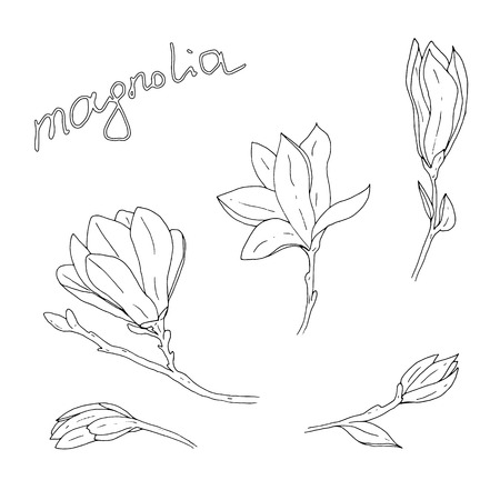 Hand drawn magnolia flower with branches and leaves and lettering vector illustrationのイラスト素材