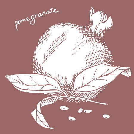 Hand drawn pomegranate with seeds and leaves calligraphy vector illustrationのイラスト素材