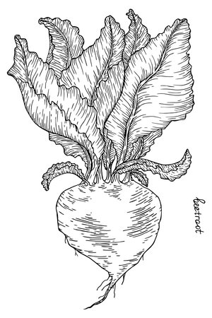 vegetable botanical drawing outline beetroot with lettering vector illustrationのイラスト素材
