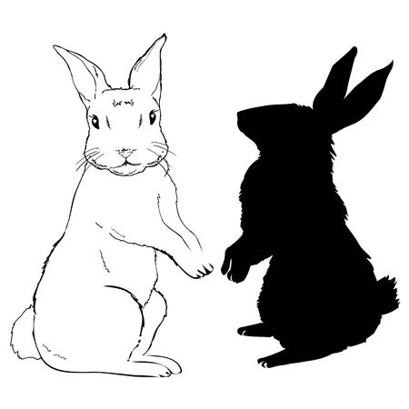 Hand drawn Rabbitのイラスト素材