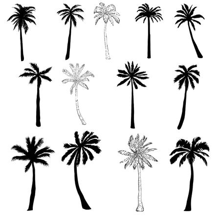 Vector palm tree silhouette icons on white background, branch, climate, environment, exotic, flora, floral, hawaii, icon, illustration island leaf nature outdoor paradise plantのイラスト素材