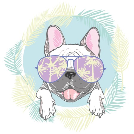 French bulldog head isolated on white background. Vector illustrationの写真素材