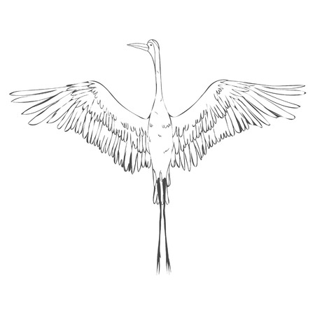 Vector of illustrations bird crane. White stork. Isolated objectのイラスト素材