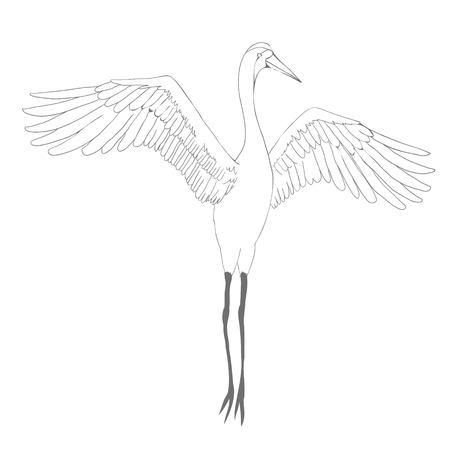 Vector of illustrations bird crane. White stork . isolated objectのイラスト素材