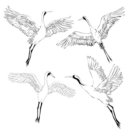 Vector of illustrations bird crane. White stork . isolated objectのイラスト素材
