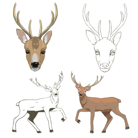 Deer sketch, set, vector, illustrationの写真素材