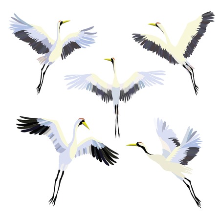 Vector watercolor set of illustrations bird crane. White stork . isolated object, crane, bird, vector, stork, design, graphic, drawing, isolated, heron animal art drawn nature set white watercolor egretの写真素材