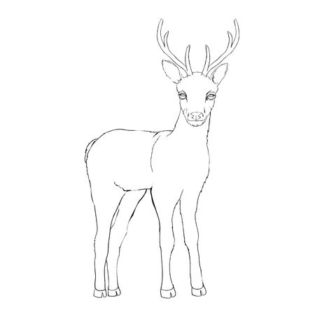Deer sketch, animal, vector, illustration,の写真素材