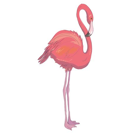 Vector, flamingo, bird, isolated, pink, beach, beak, cute Exotic bird Cool flamingo decorative flat design element Lovely flamingoの写真素材