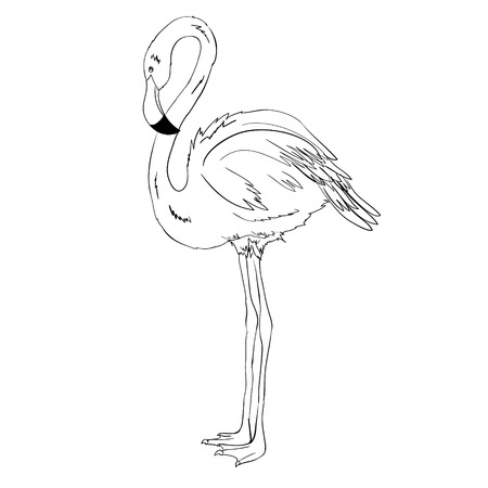 Flamingo vector illustration. Doodle style. Isolated on white background.のイラスト素材