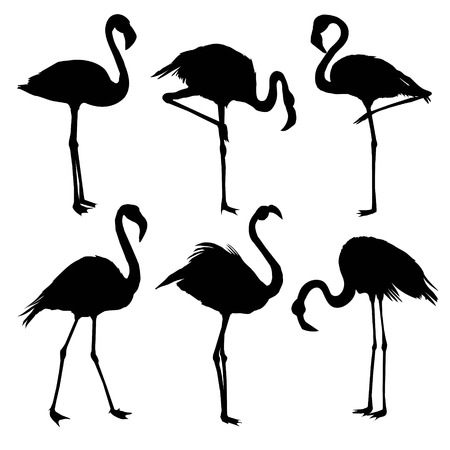 illustration with a set of flamingos silhouettes isolated on white backgroundの写真素材