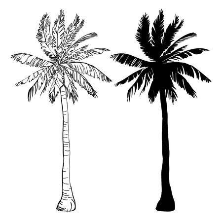 Vector palm tree silhouette icons on white background,の写真素材