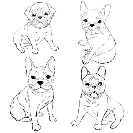English Bulldog. French Bulldog. Dog on a white background. Vector dog illustrationのイラスト素材