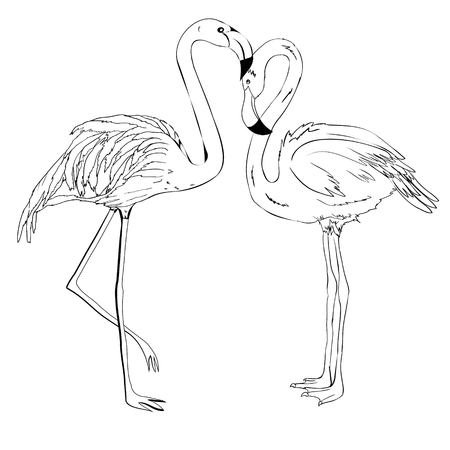 Flamingo vector illustration. Doodle style. Isolated on white background.の写真素材