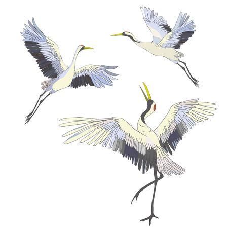 Crane. A bird in flight. Design element. Vector.の写真素材