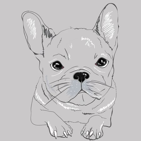 Cute Black & White French Bulldog for T Shirtの写真素材