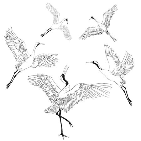 Crane. A bird in flight. Design element. Vector.の写真素材