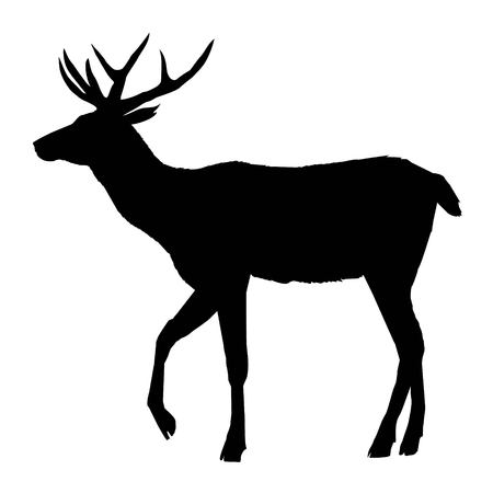 deer, silhouette vector head forest illustration, decoration, elegance, horned, object, shadow, buck doe big vintage cervus cute dappled engraving gracefulの写真素材