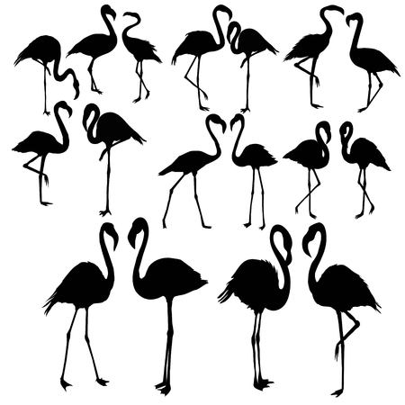 Flamingo silhouette, vector, illustration, wild, isolated, wildlife, background, set tropical beak black collection design element feather leg nature zoo beautyの写真素材