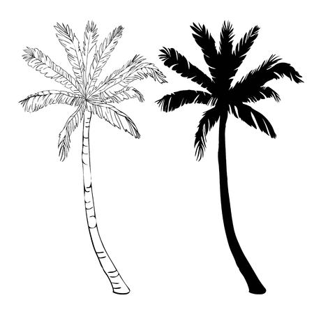 Vector palm tree silhouette icons on white background, branch, climate, environment, exotic, flora, floral, hawaii, icon, illustration island leaf nature outdoor paradise plantの写真素材